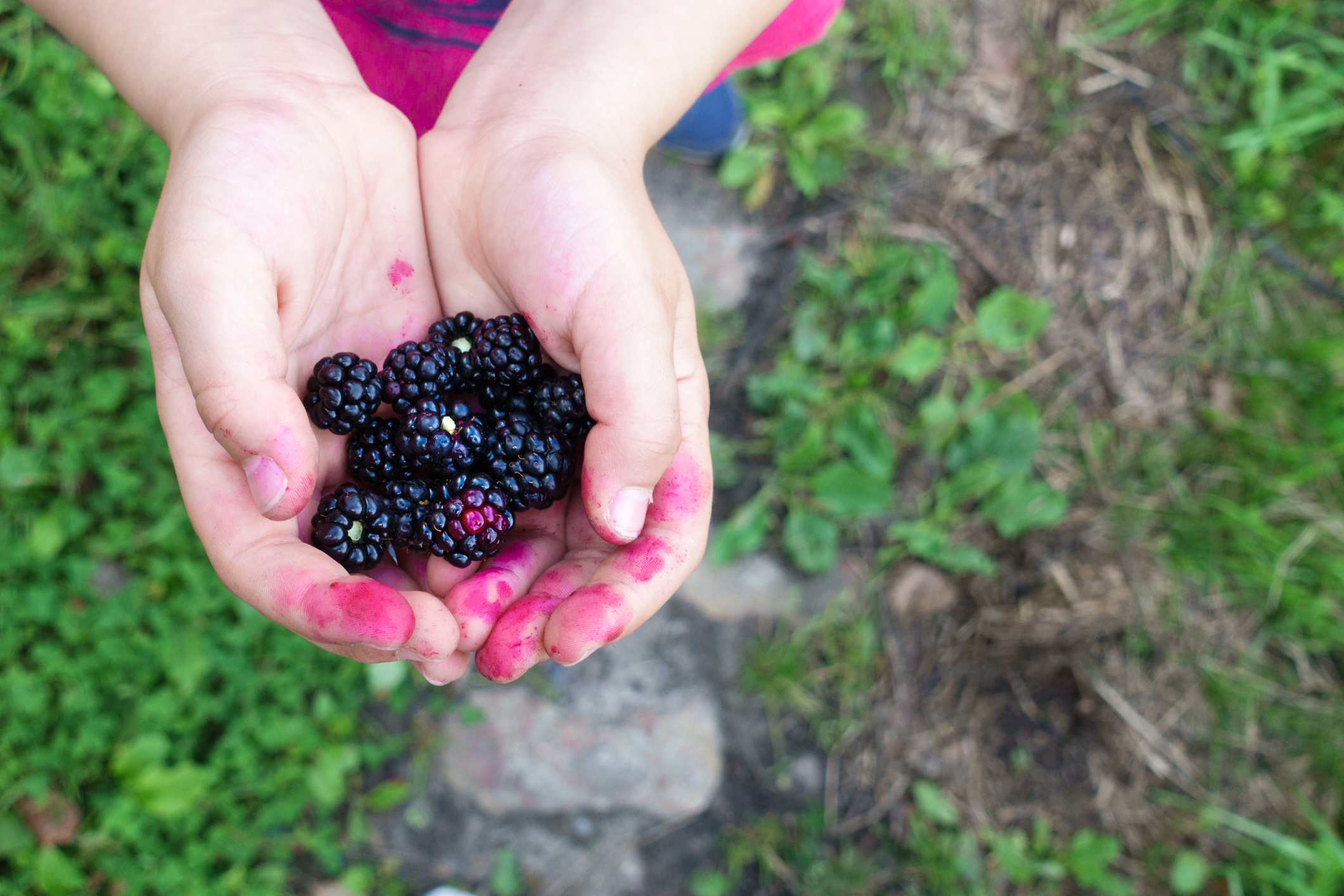 Child Blackberrying